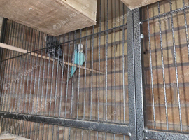 Breeding pairs of budgies
