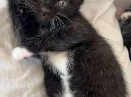 Beautiful Kittens Wanting A Forever Home