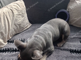 French bulldog