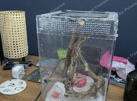 Crested gecko