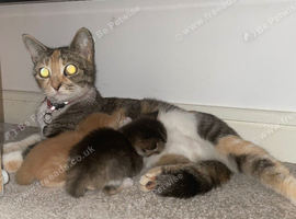 1 beautiful kitten
