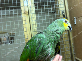 Hand tamed orange wined amazon
