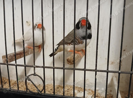 Blackcheeked-CFW for sale