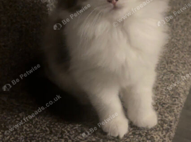 3 beautiful tabby cross Scottish fold.