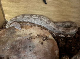 Female hog island boa