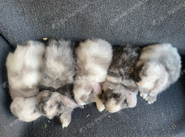 Mini lop litter. Ready 27th June