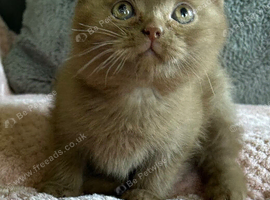 Stunning cinnamon British shorthair