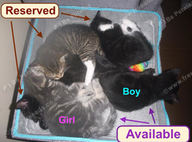 Charming kittens for sale.