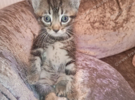 4 female tabby kittens and 1 black male