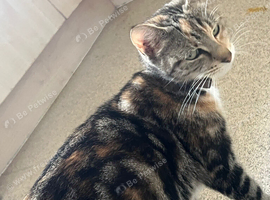 Beautiful kittens for sale