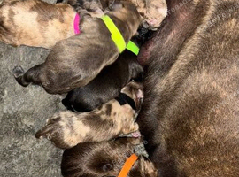 Staffy puppies