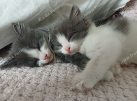 Double Twin Grey white &Black white
