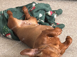 Temp foster home