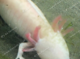 Axolotls for sale