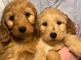 Cavapoo pups