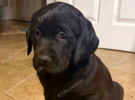 Labrador retrever puppies