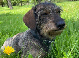 Missing Wire-Haired Miniature Dachshund