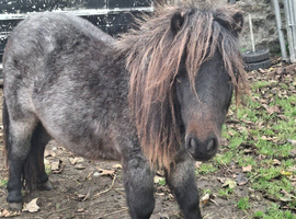 Miniature Shetlands