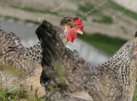 Free chickens