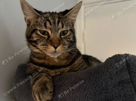 Dexter needs a loving home!