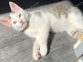 Kitten