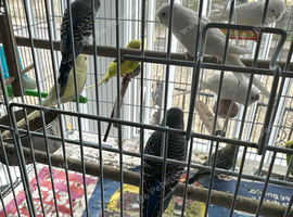 Budgies albinos litino handtame breeding pairs etc