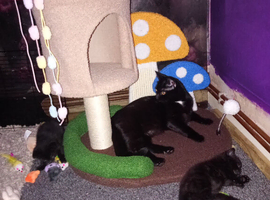 Male black kitten