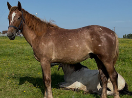 "Registered Irish Draught " Liver Chestnut Gelding Working Hunter Horse