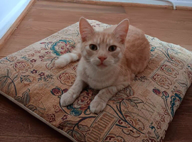 Savannah boy for sale