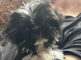 5 pugzu puppies