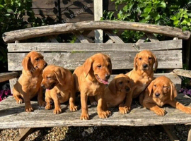 Kc registered working fox red labrador puppies