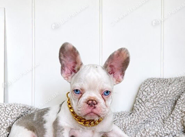 Panda koi frenchie