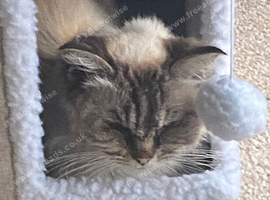 Gorgeous Ragdoll 7 Years Old Girl Vet Chkd an Vaccinated