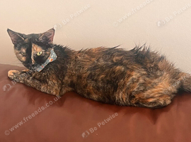 Adult cat