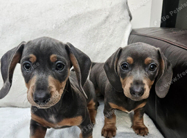 Blue Dachshund puppies