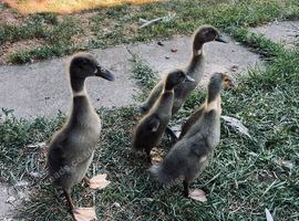 Indian Runner Ducklings Looking for Their Forever Homes ️