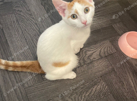 Kitten