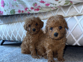 Toy poodle