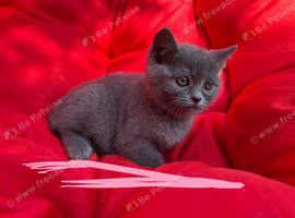 British shorthair kittens ready to leave