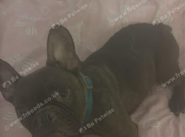 Kc reg frenchie bitch