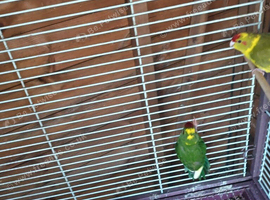 Young kakariki for sale