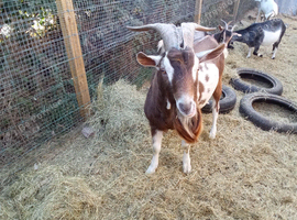 Goat kids for sale