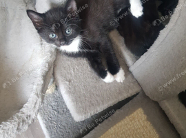Female kittens