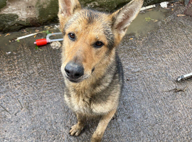 2-3 year old Milo needs a home!