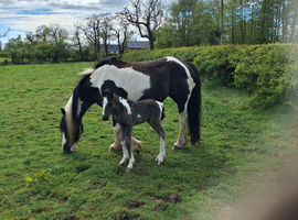 Piebald cob colt foal