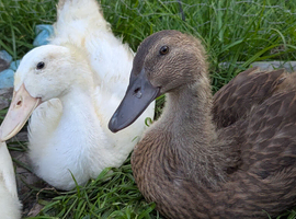 Ducklings looking for home