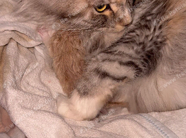 Maine Coon Babies