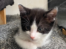 Kittens looking for forever homes x