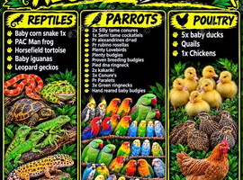 Various parrots&reptile and poultry