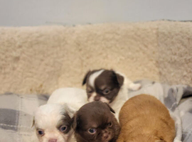 Apple head Chihuahua puppies long haired